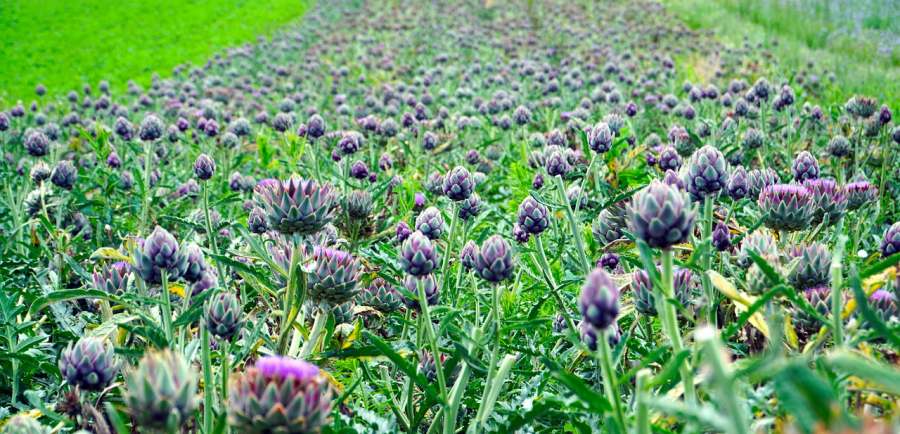 Artichokes farm in Vietnam