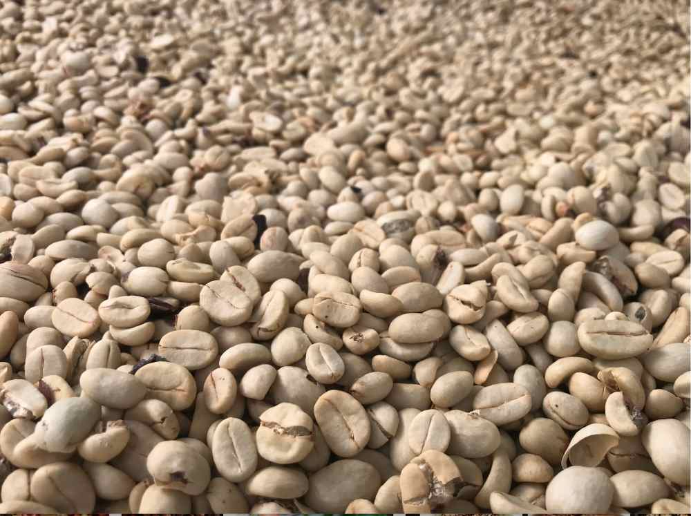 Coffee Processing Methods - Fully Wash processing drying coffee 