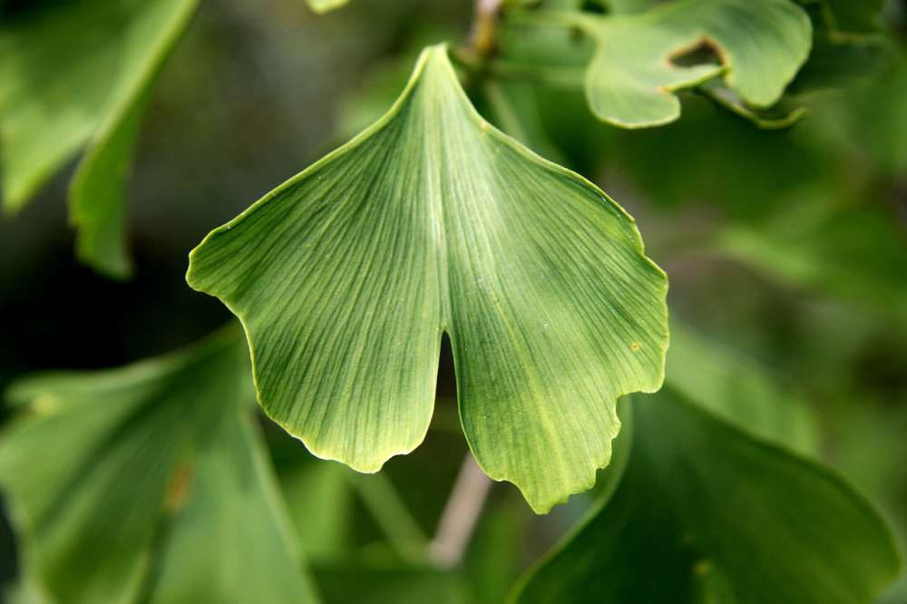 Ginko Biloba Leaf 