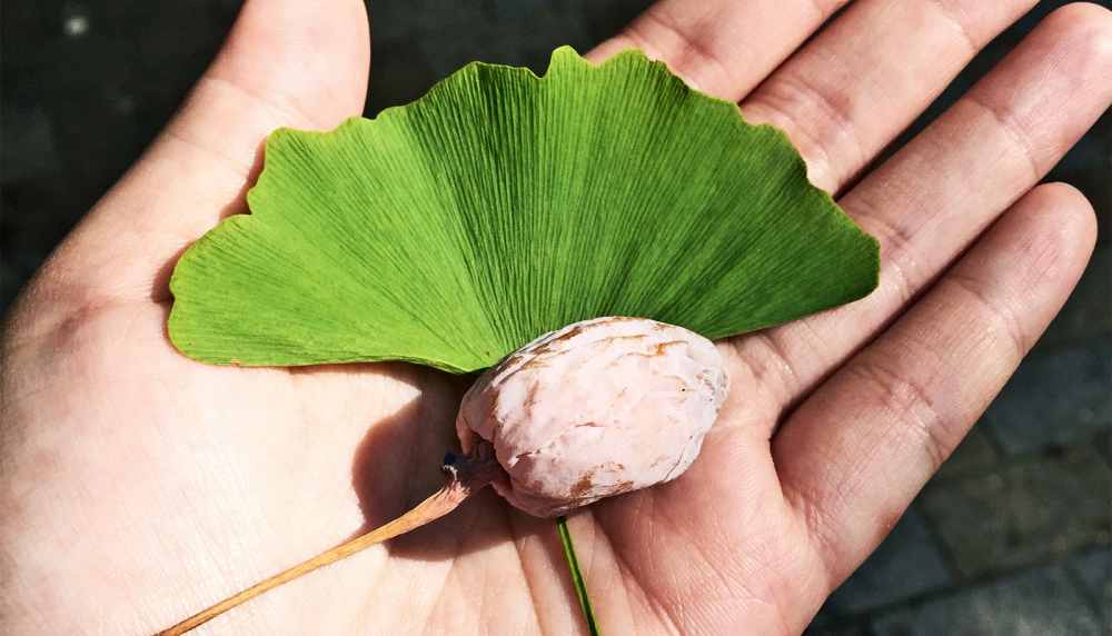 Ginkgo Biloba leaves