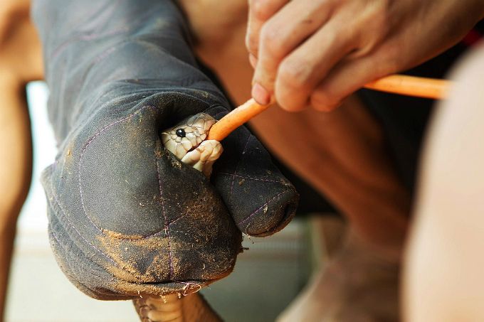 Vinh Son snake farm in Vietnam