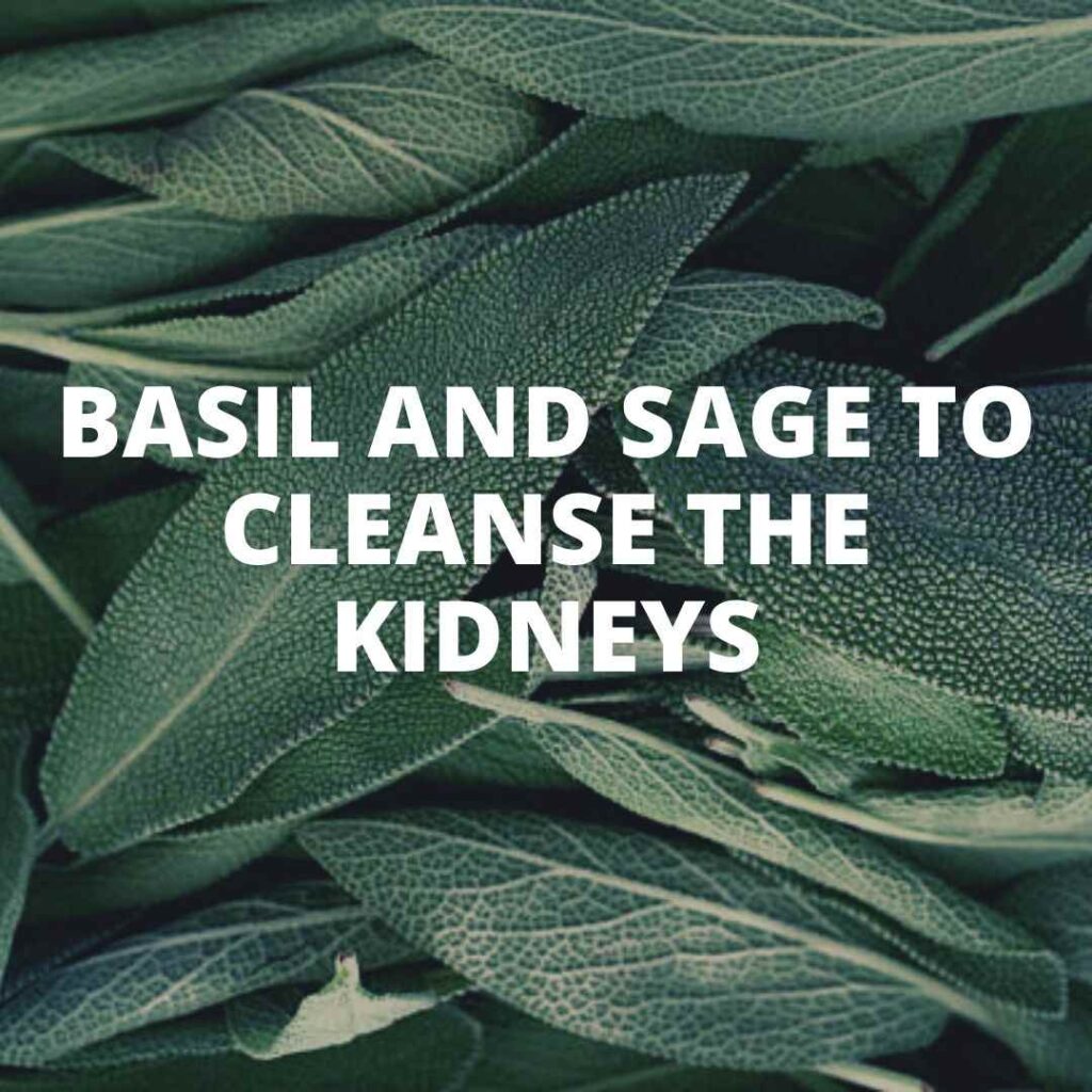 Basil and Sage to cleanse the kidneys SIXMD Vietnamese Online Shop