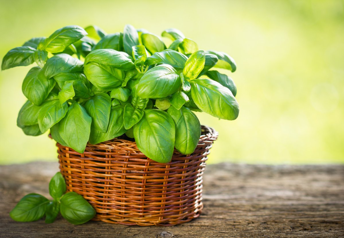 Basil and Sage to cleanse the kidneys SIXMD Vietnamese Online Shop