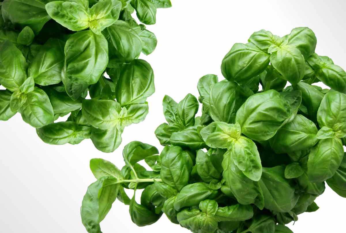 Basil and Sage to cleanse the kidneys SIXMD Vietnamese Online Shop