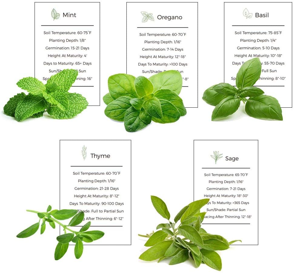 Basil and Sage to cleanse the kidneys SIXMD Vietnamese Online Shop