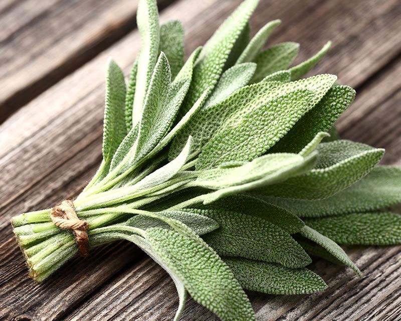 Sage plant for kidney