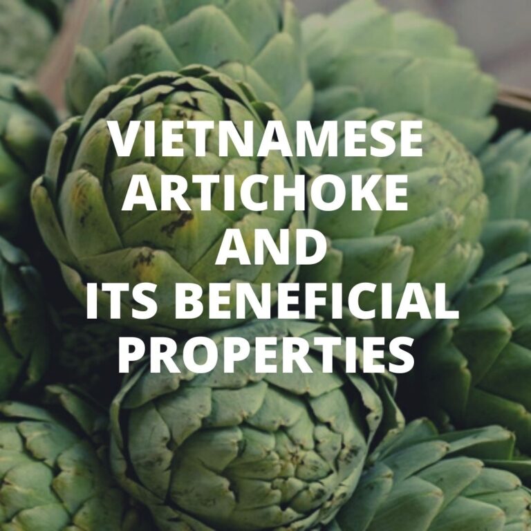 Vietnamese Artichoke and its beneficial properties SIXMD Vietnamese