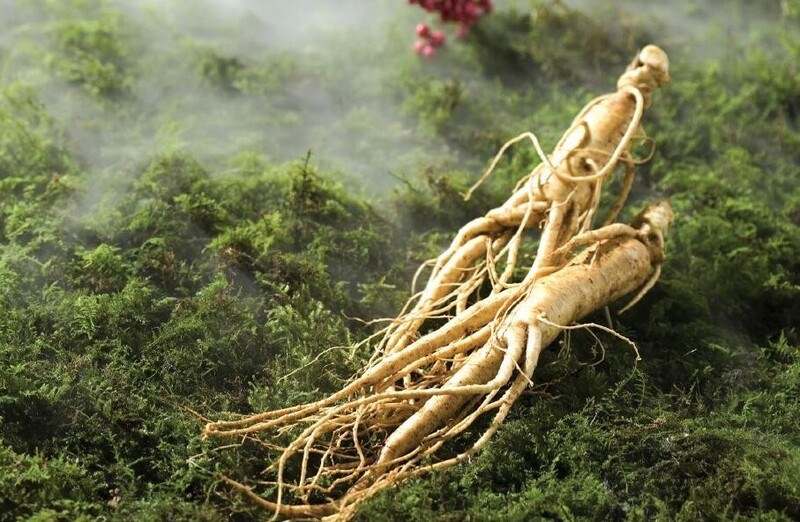 Vietnamese ginseng root