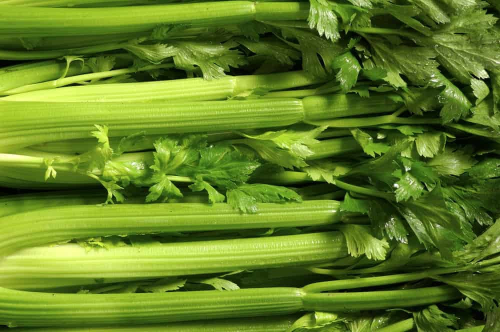 Information about celery