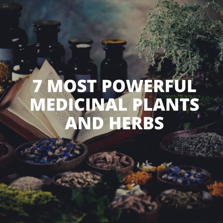 7 Most Powerful Medicinal Plants and Herbs - SIXMD - Vietnamese Online Shop