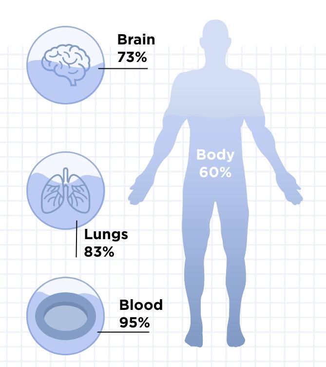 Body Water percentage