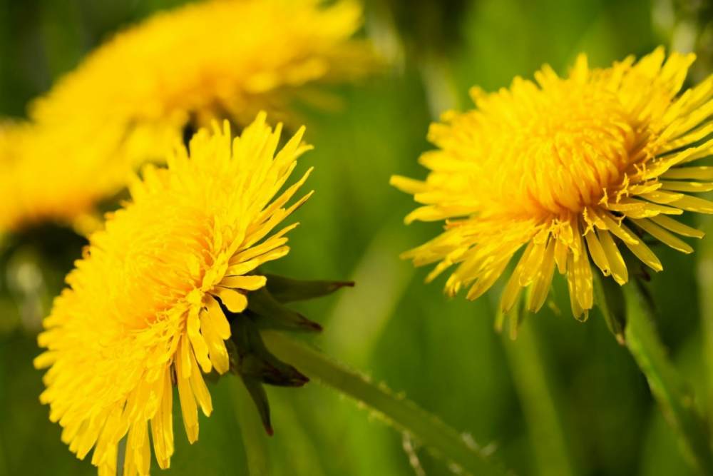 Dandelion traditional medicine