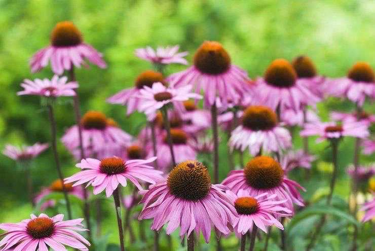 Echinacea purpurea