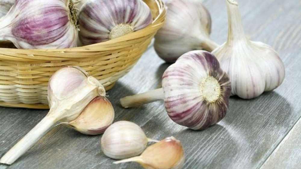 Garlic is very effective in the treatment
