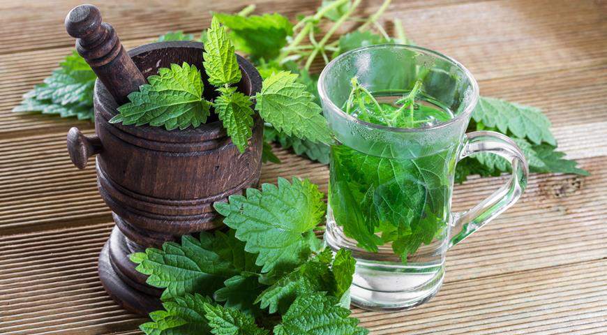 Nettle tea infusion