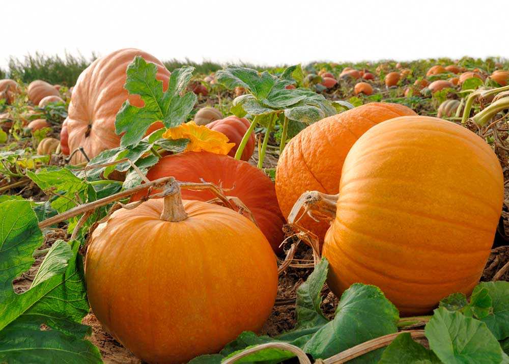 Pumpkin Boost Your Immunity 