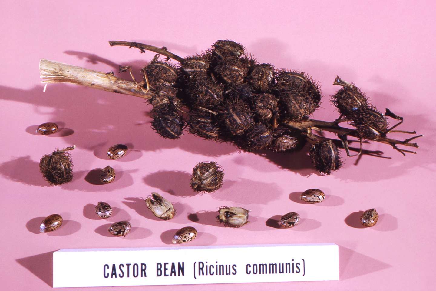 Castor beans