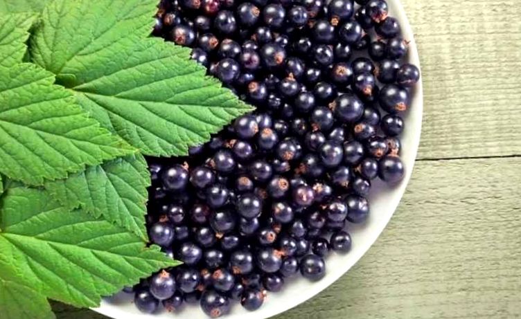 Currant berry