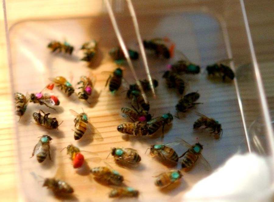 Dry Bee bodies (well preserved, dry and not yet decomposed