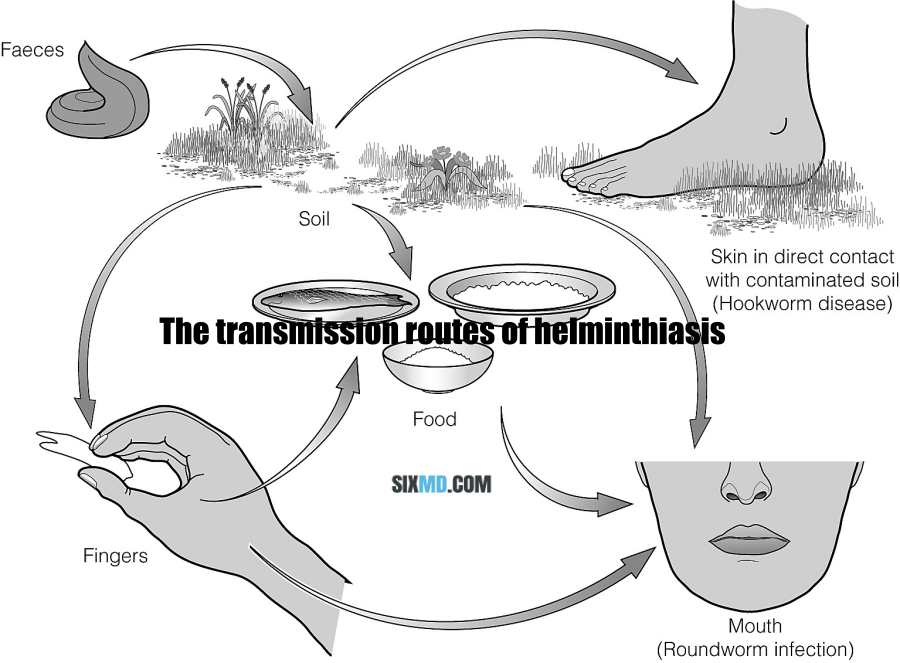 The transmission routes of helminthiasis