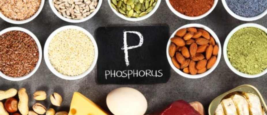 Foods High in Phosphorus for bones