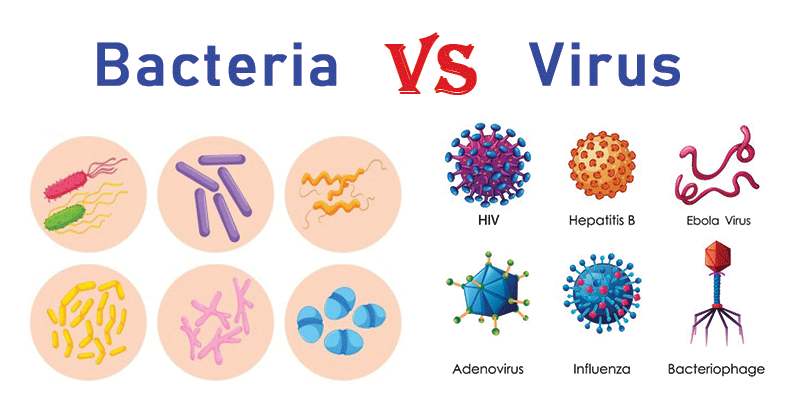 distinguish between bacteria and virus