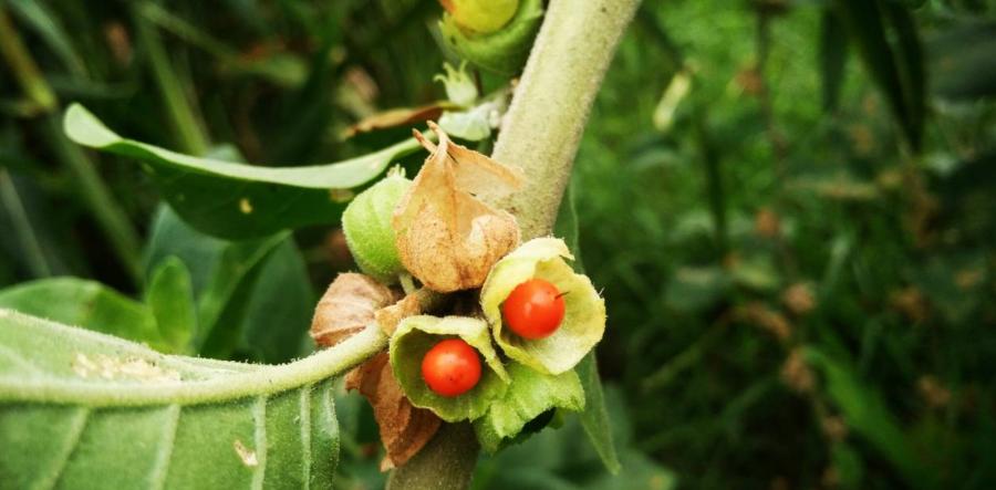 Withania Somnifera plant or Ashwagandha