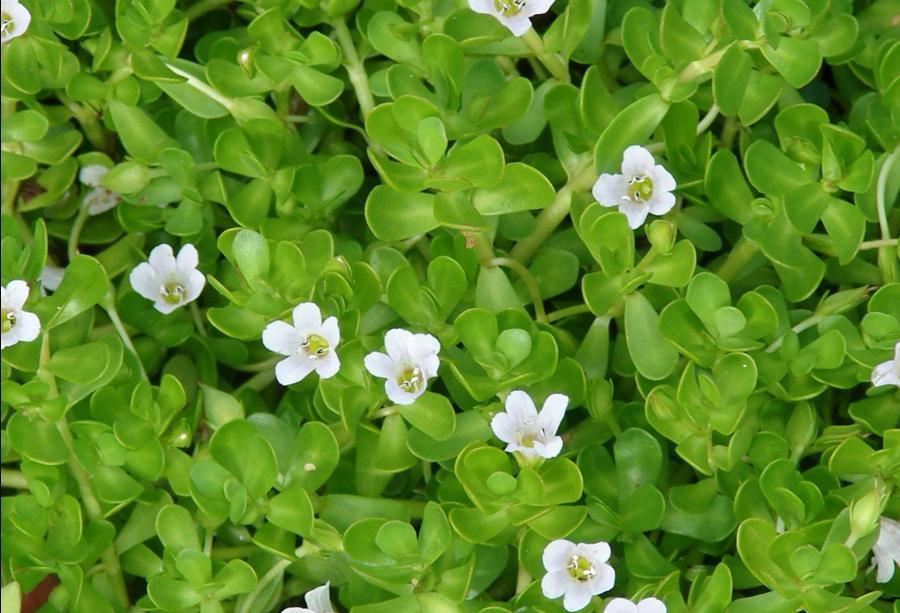 Bacopa Monnier - Brahmi plant