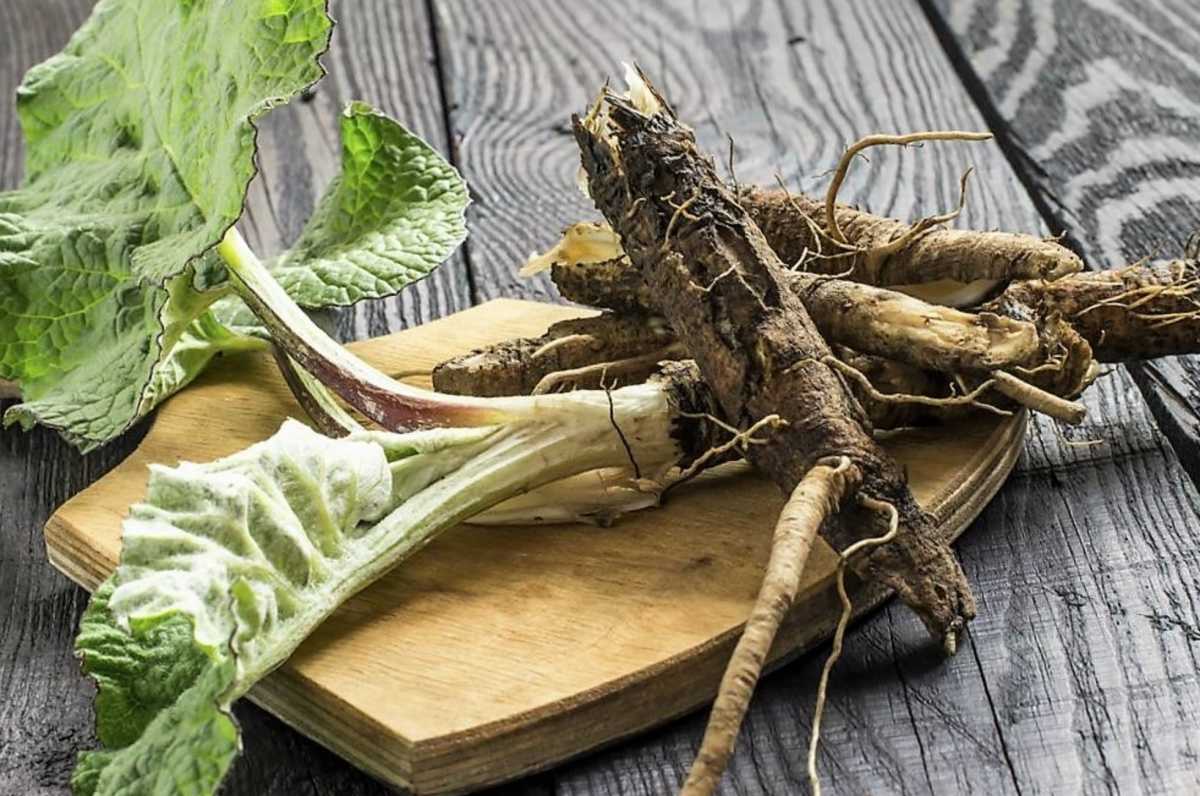 Burdock Root on table