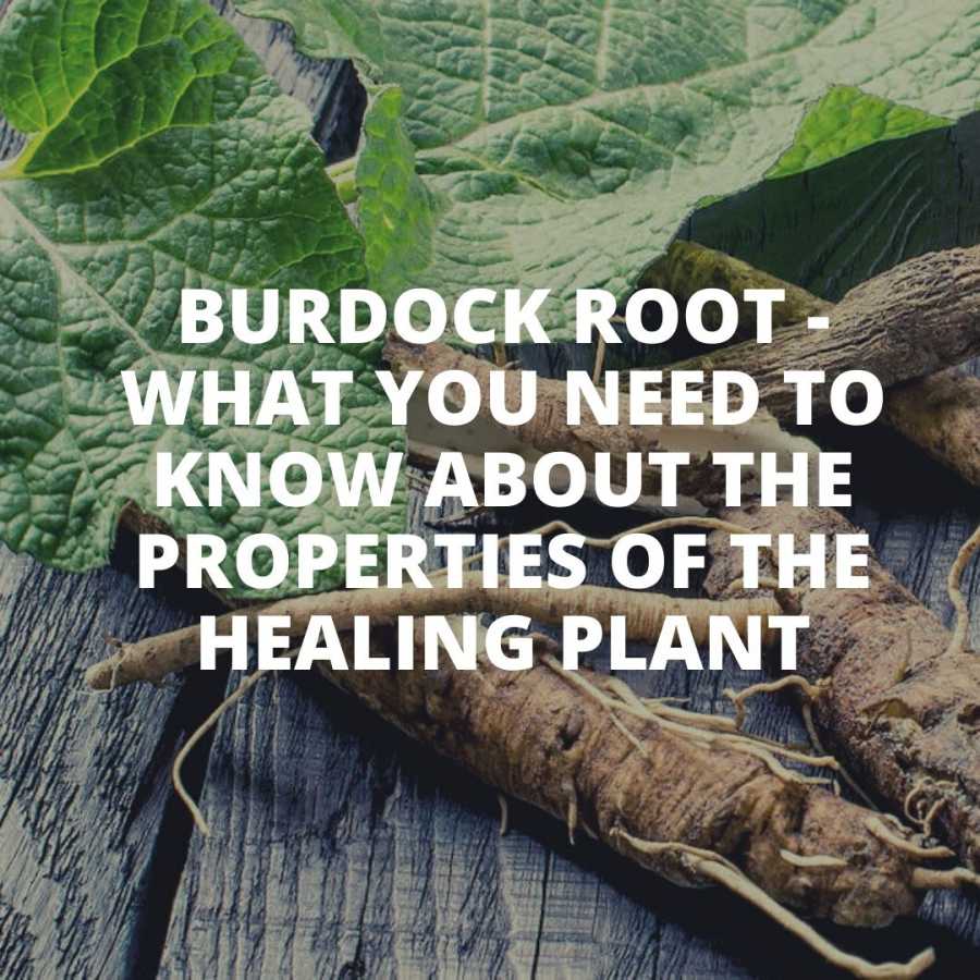 Burdock root - What you need to know