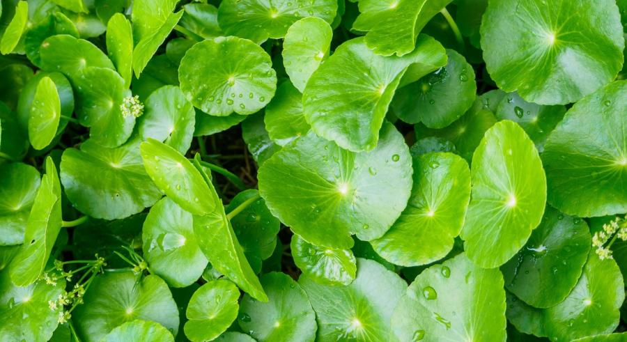 Centella asiatica