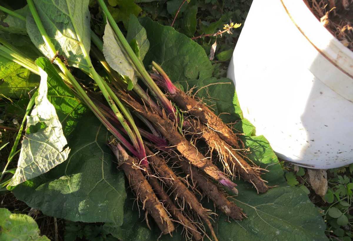 Fresh burdock root