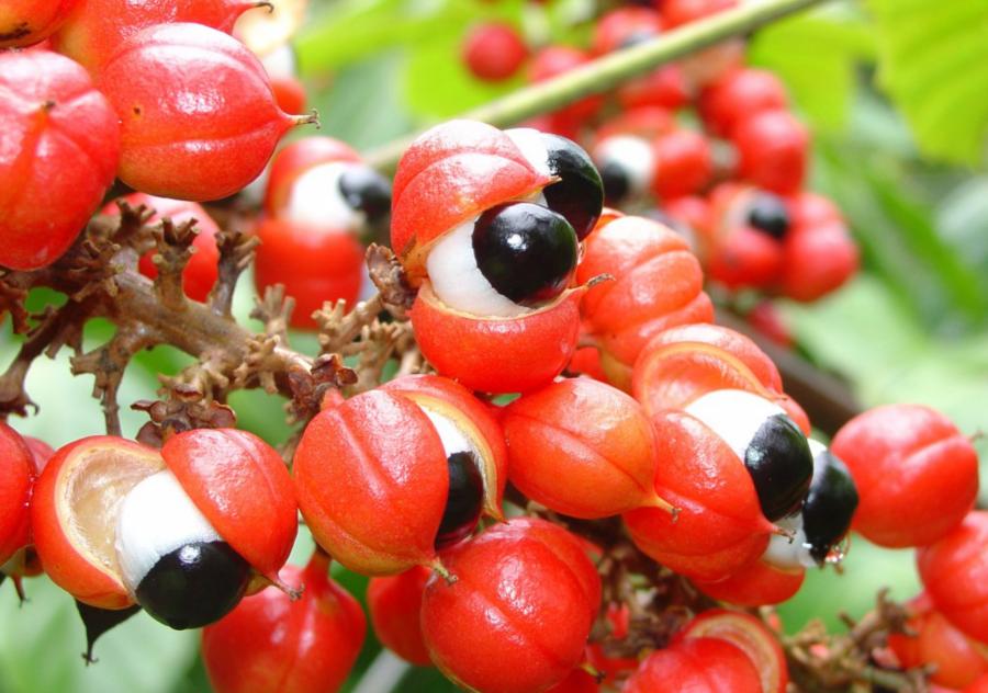 Guarana