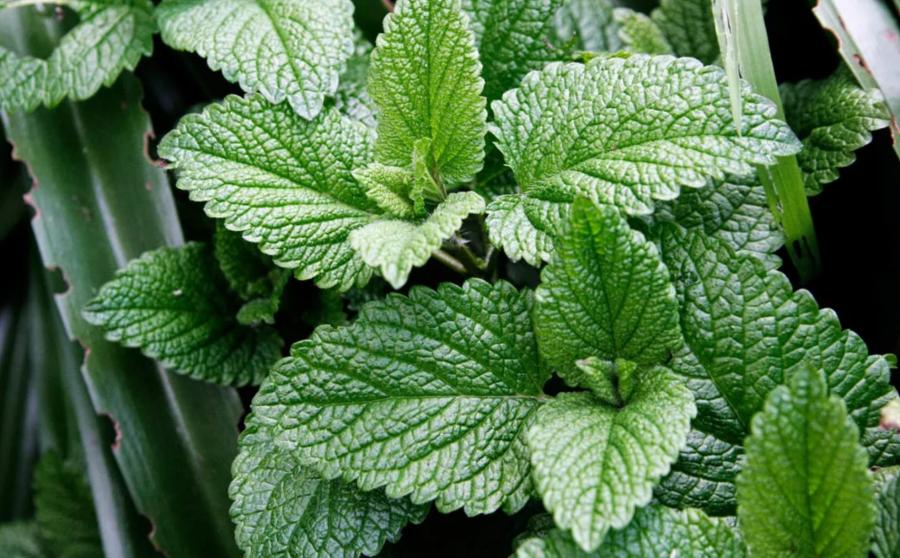 Peppermint plant