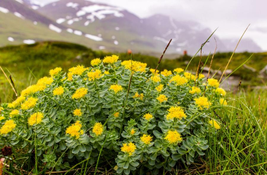 Rhodiola rosea