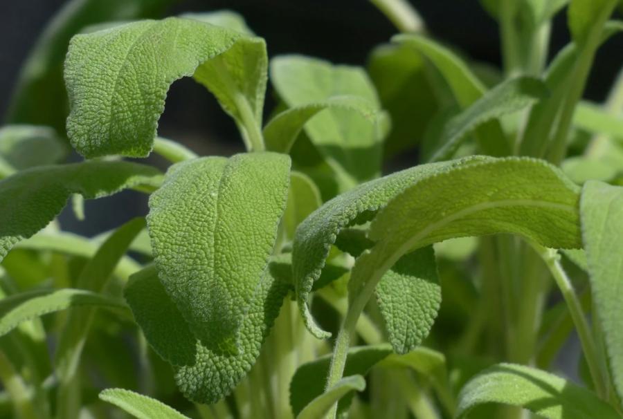 Sage plant - Salvia officinalis