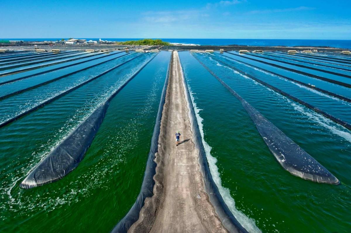 They grow spirulina in these outdoor pools