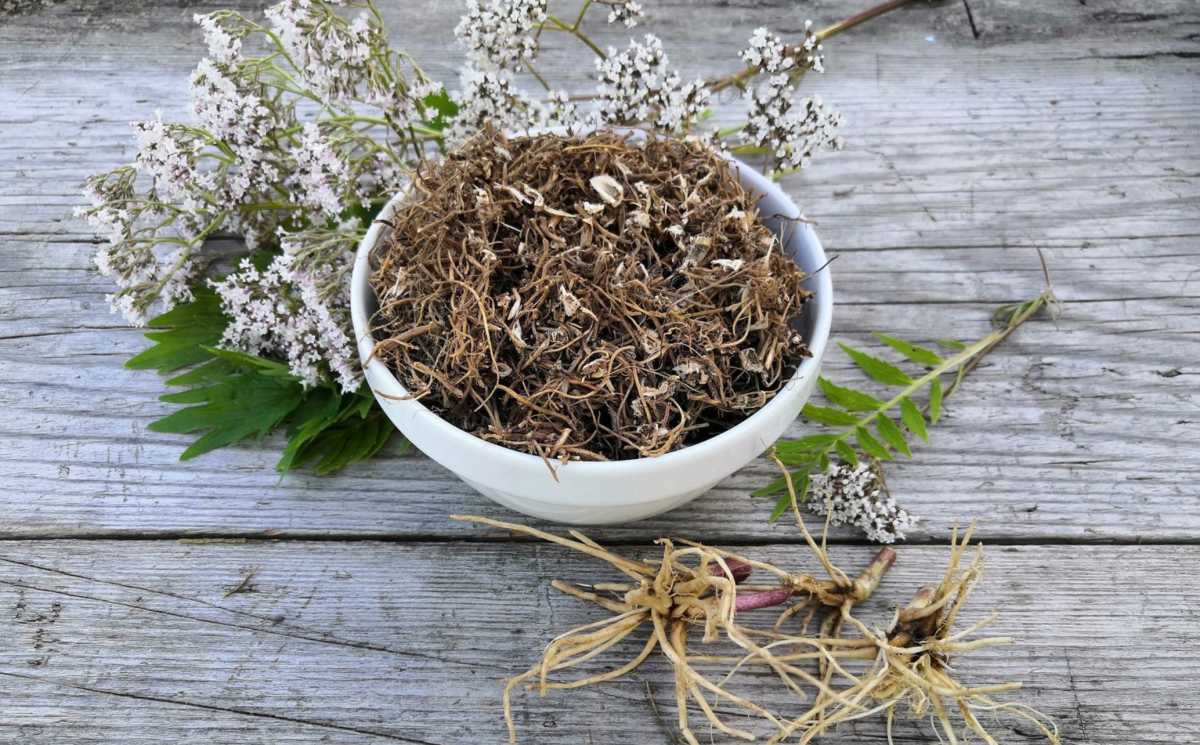 Valerian root