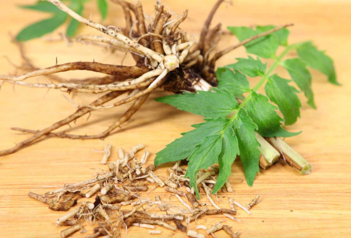 properties of valerian root