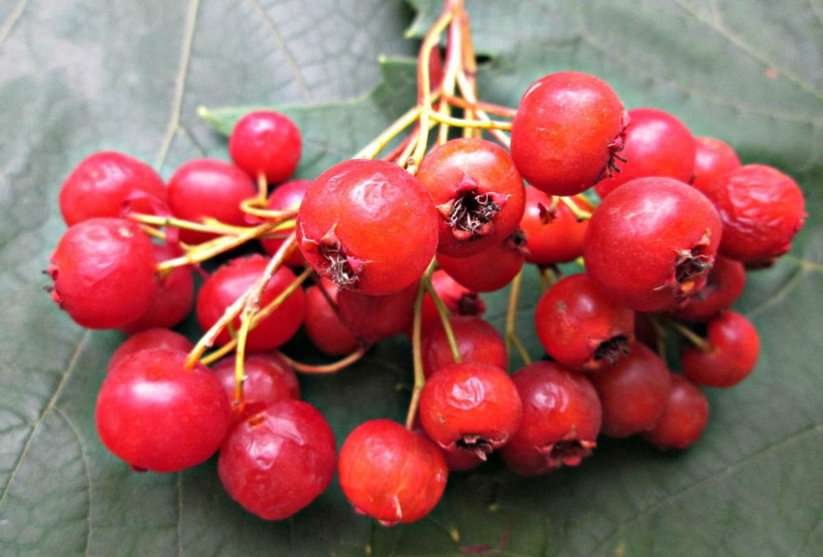 Hawthorn Berry