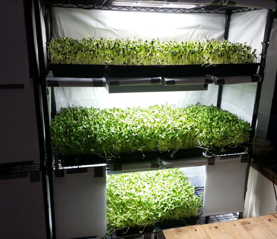 Growing Microgreens at home
