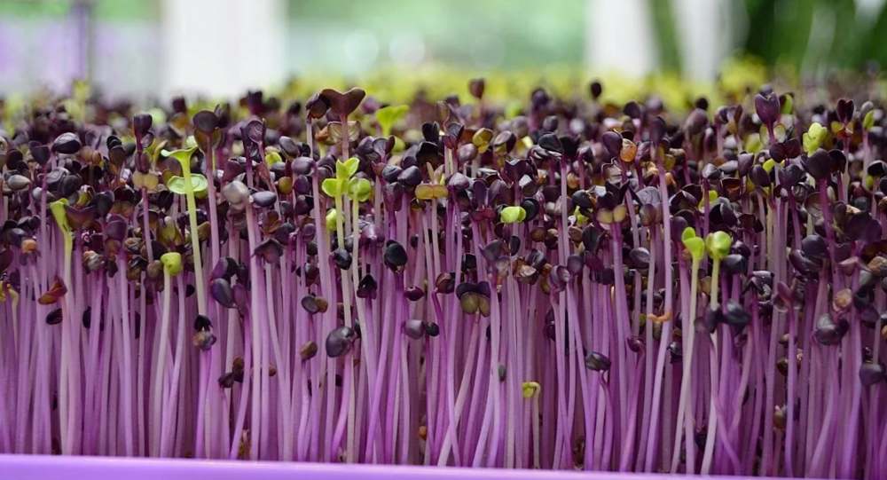 What are microgreens and what are they?