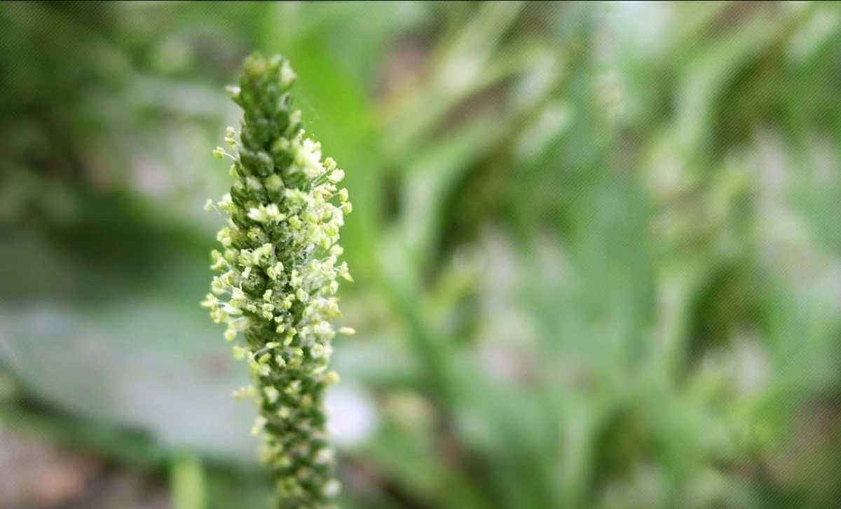 psyllium plant